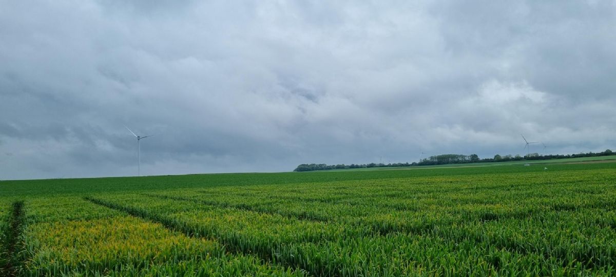 Oil seed rape and winter cereals trials platforms preparation has started !