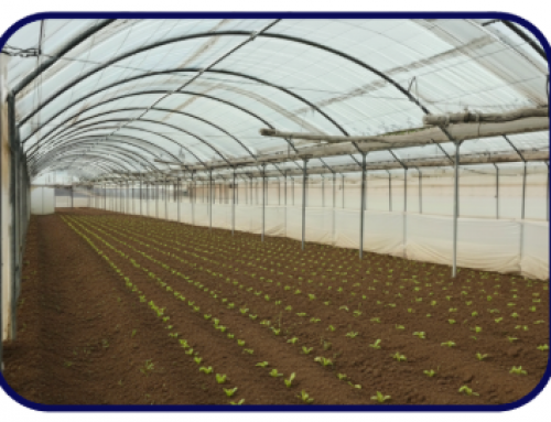 Example of an Envirotyping Trial: Our Greenhouse site in Sevilla, Spain station