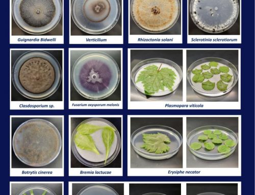 Maximize Your R&D: Interseason Screening & Resistance Monitoring at Staphyt