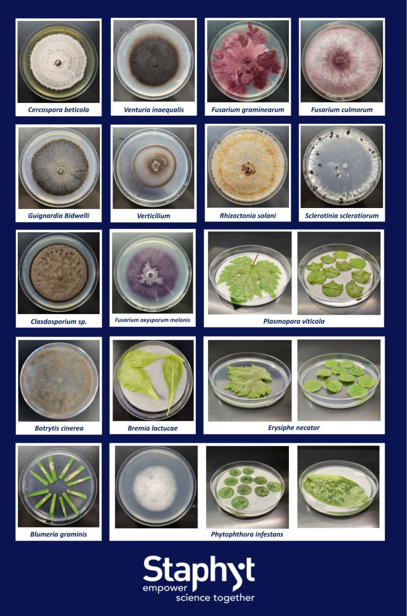 Maximize Your R&D: Interseason Screening & Resistance Monitoring at Staphyt