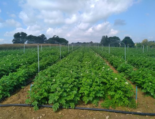 Time to book plots on platforms !