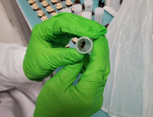 Toxicity tests on the Mason bee (Osmia spp.) 