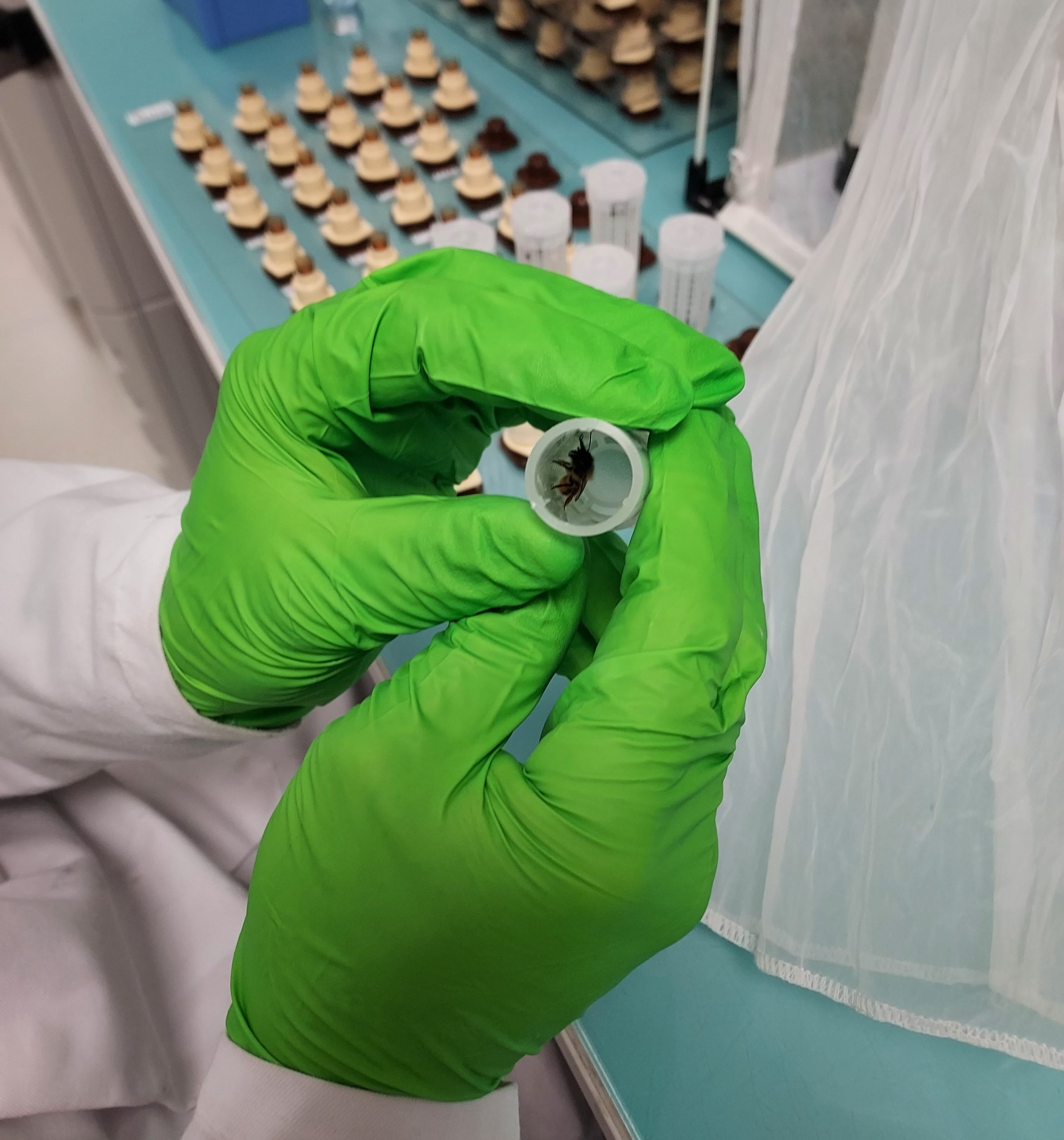 Toxicity tests on the Mason bee (Osmia spp.)