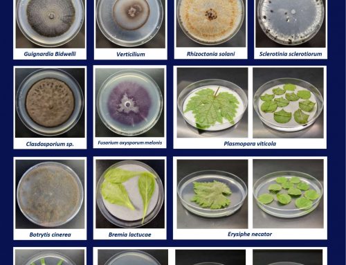 In Vivo & In Vitro Screening: Robust Data to Guide Your R&D Strategy