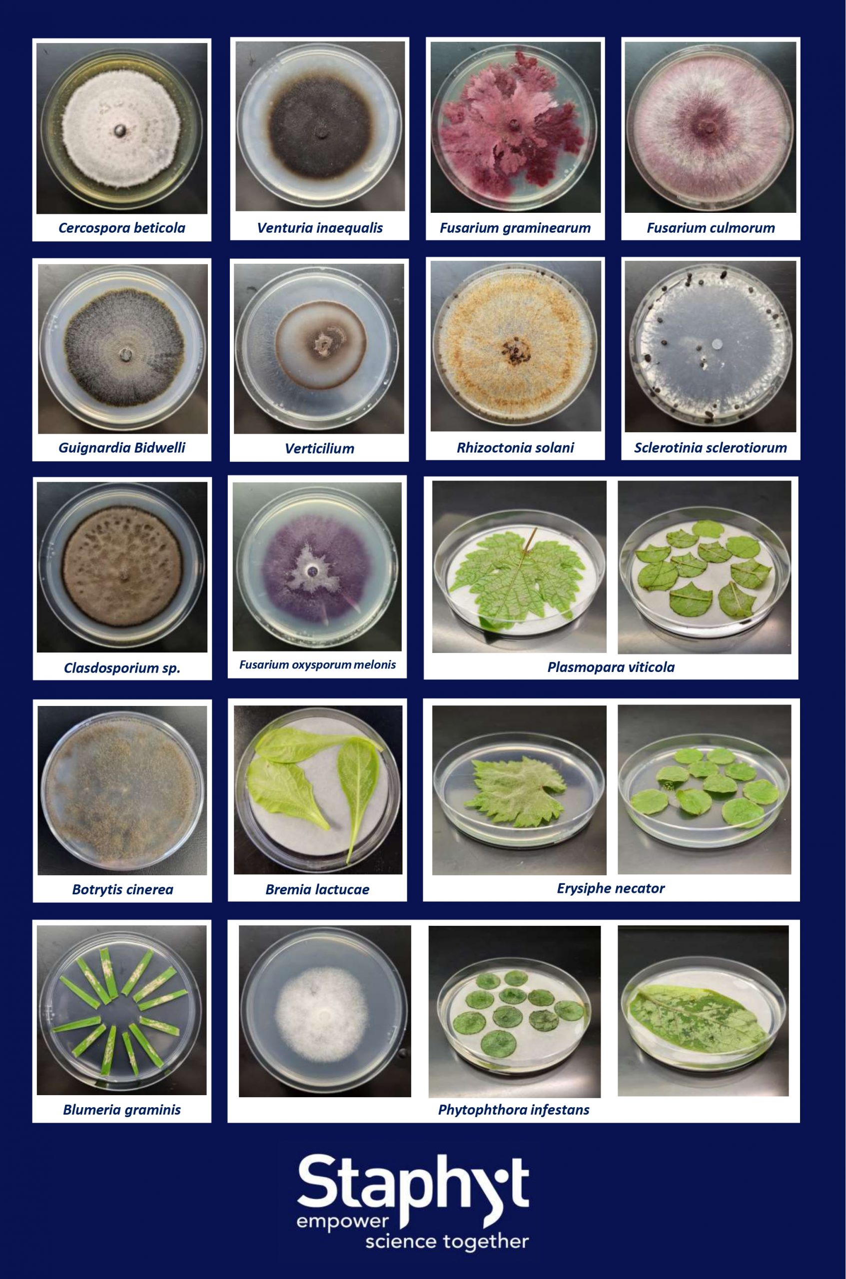 In Vivo & In Vitro Screening: Robust Data to Guide Your R&D Strategy