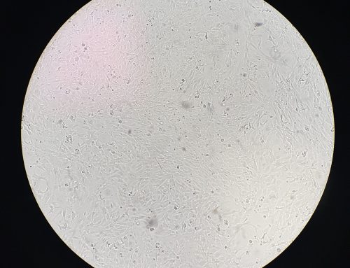 OECD Test No. 249: Fish Cell Line Acute Toxicity ‑ The RTgill‑W1 cell line assay