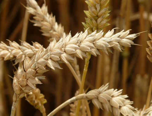 Pesticide Residues & Cereal Processing: A Key Challenge for Quality