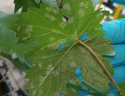 In Planta experiments : robust data to guide your R&D strategy and to improve the knowledges of your fungicide products for the transition to the field