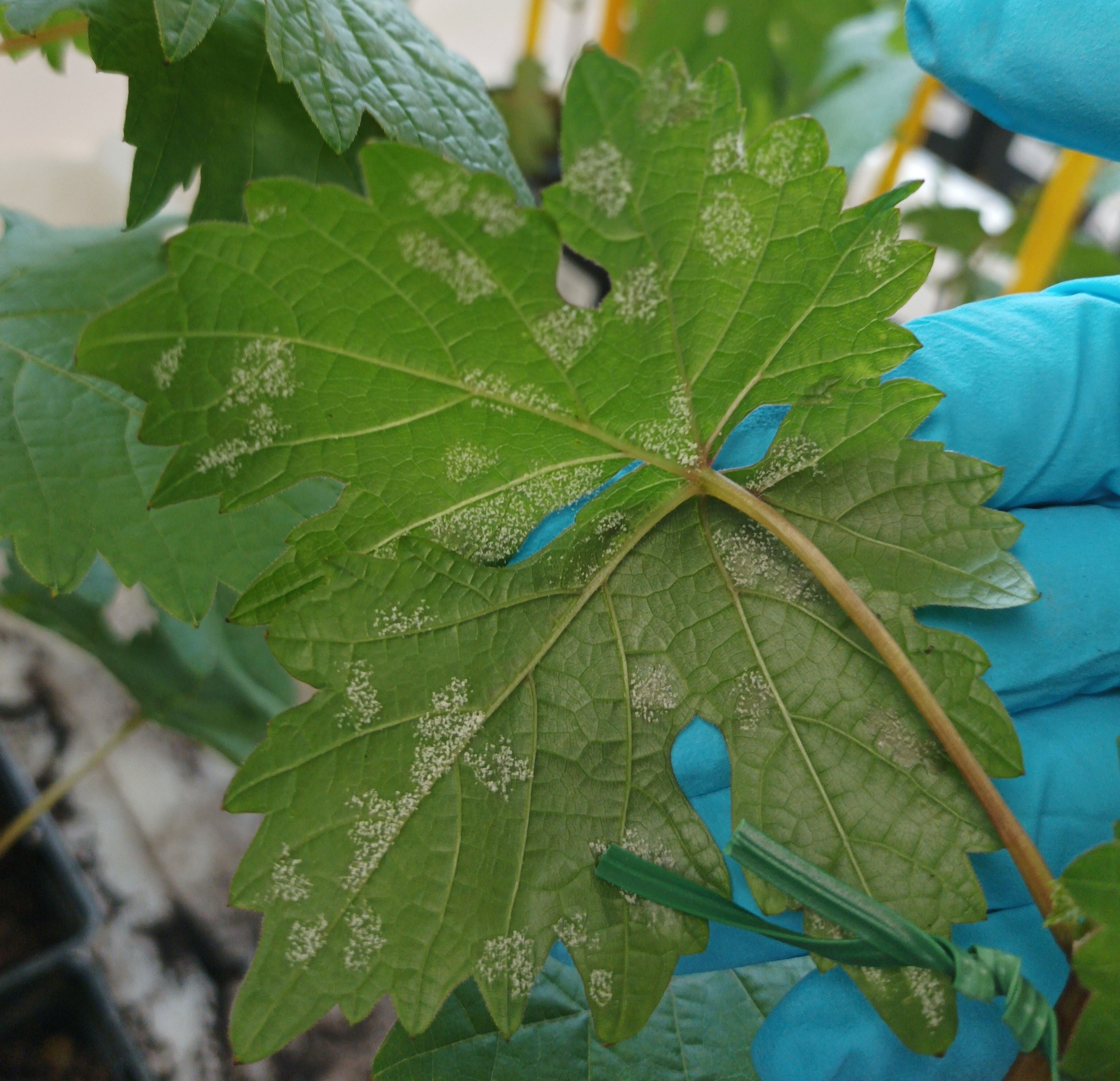 In Planta experiments : robust data to guide your R&D strategy and to improve the knowledges of your fungicide products for the transition to the field