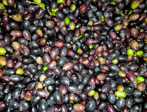 From field to fork: focusing on the processing of olives into olive oil