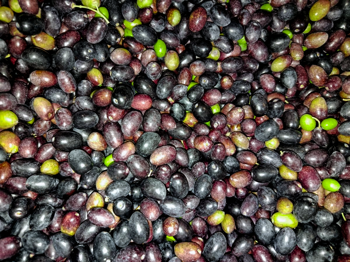 From field to fork: focusing on the processing of olives into olive oil
