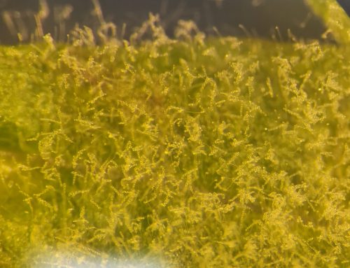 Protecting vineyards from Powdery Mildew: How our Plant Pathology and Nutrition Laboratory can support your R&D