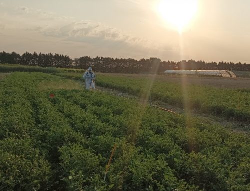 Precision in the Field: Fungicide Application on a Potato GLP Trial!