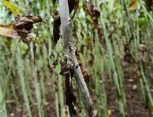 Sclerotinia Trials on Oilseed Rape: High Disease Pressure Secures Robust Efficacy Data!