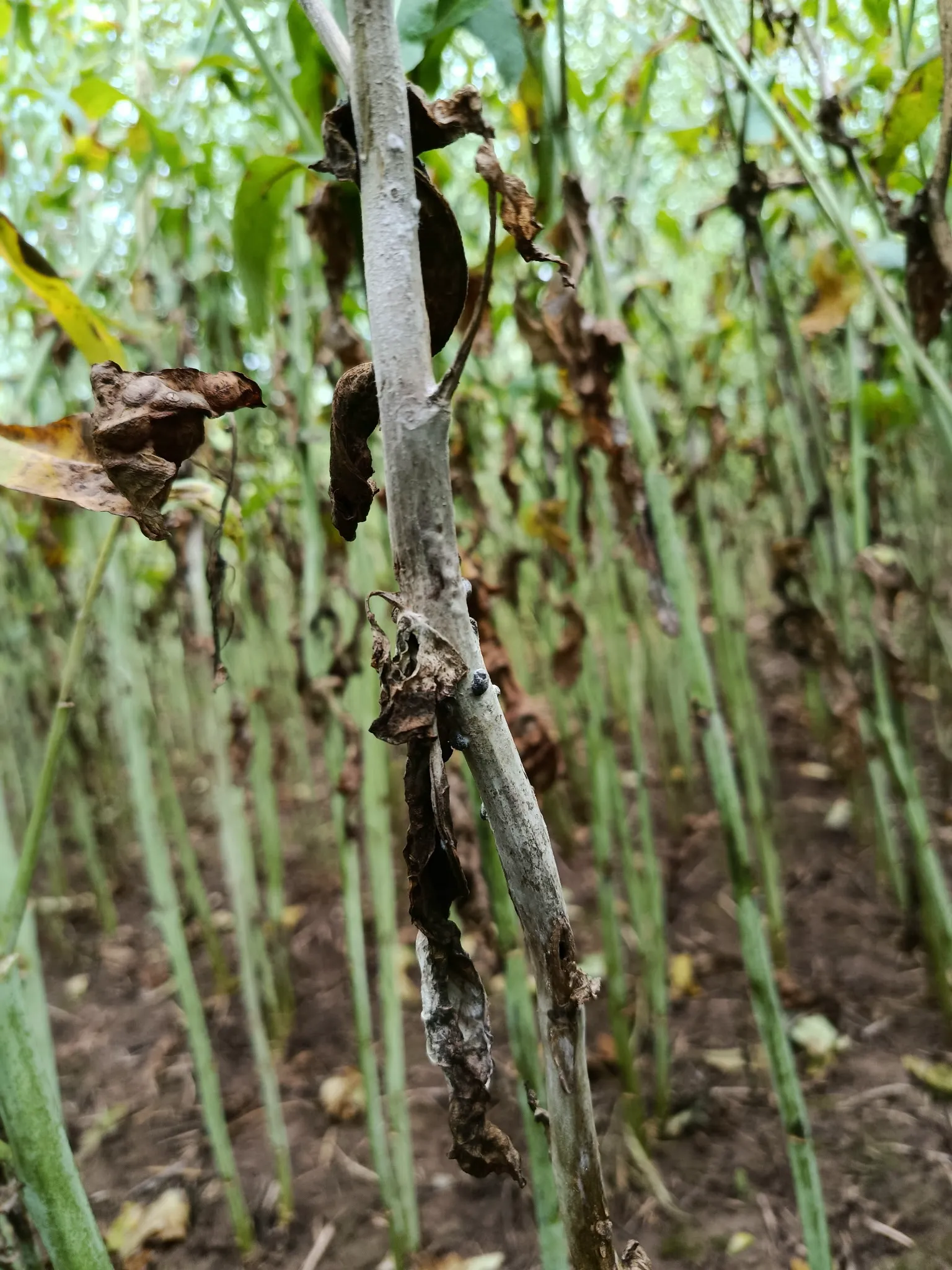 Sclerotinia Trials on Oilseed Rape: High Disease Pressure Secures Robust Efficacy Data!