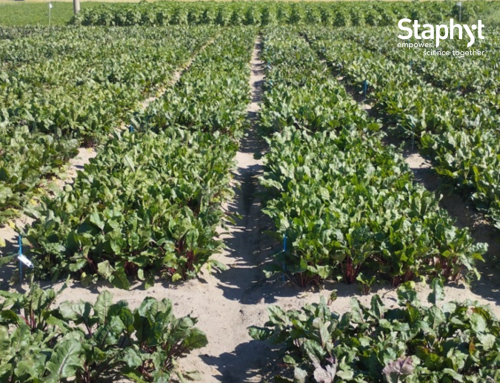 Precision Agriculture in Action: Red Beet Variety Trials in Poland!