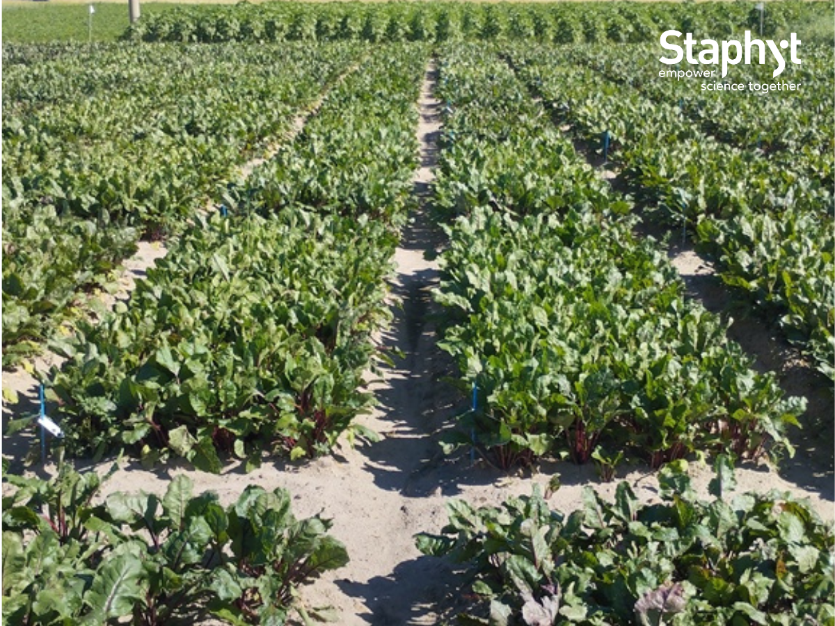 Precision Agriculture in Action: Red Beet Variety Trials in Poland!
