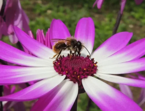 French Mention Abeille. Another specific headache that is not getting close to being better soon.