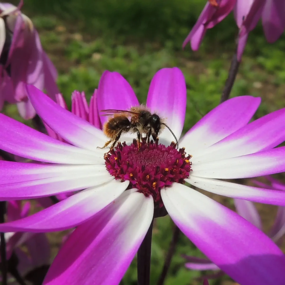 French Mention Abeille. Another specific headache that is not getting close to being better soon.
