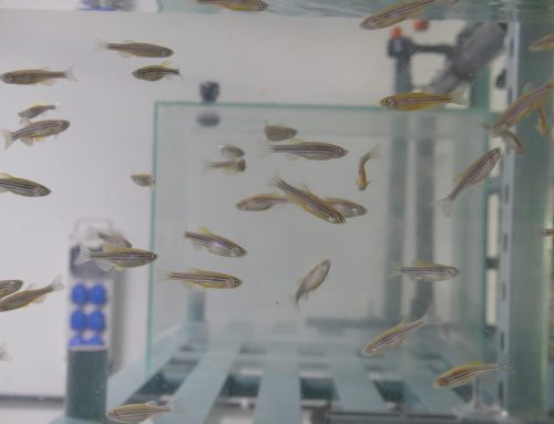 Comprehensive Ecotoxicology Solutions: From Aquatic to Terrestrial Testing 