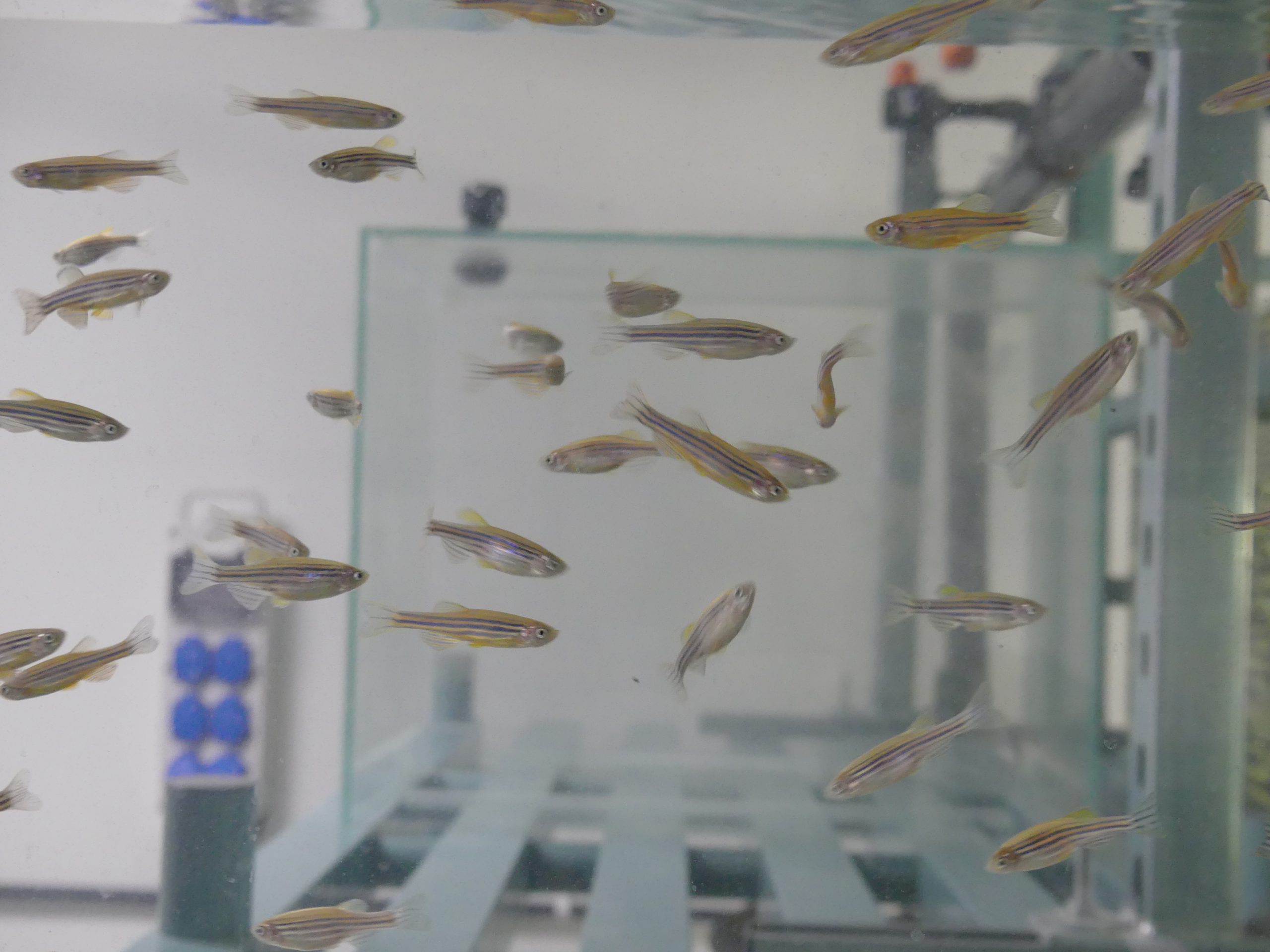 Comprehensive Ecotoxicology Solutions: From Aquatic to Terrestrial Testing