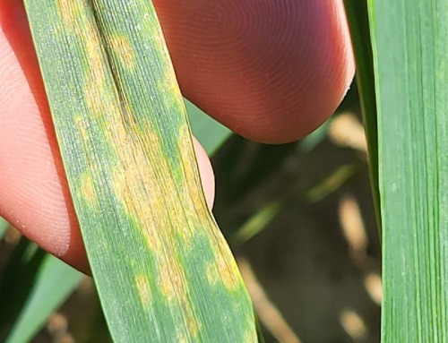 Proving the Efficacy of Biocontrol on Wheat Septoria 