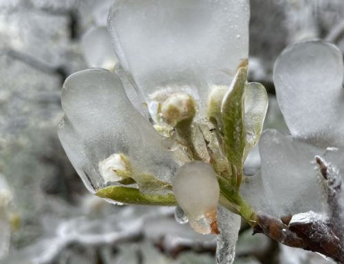 Fighting Fungi and Frost: Securing Efficacy Trials in the Field