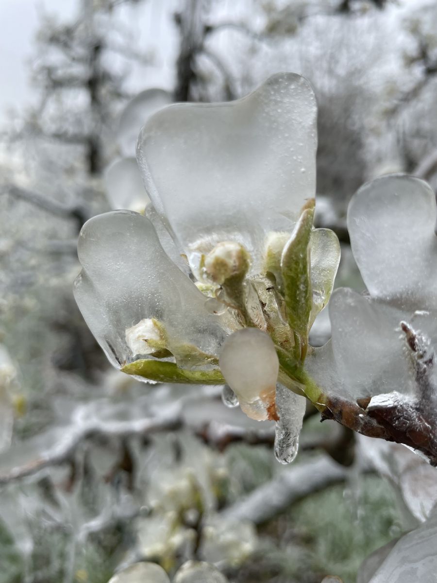 Fighting Fungi and Frost: Securing Efficacy Trials in the Field