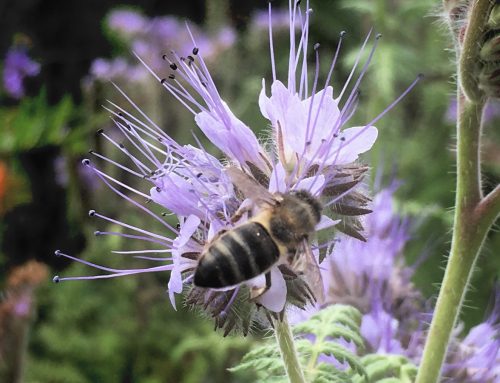 Navigating the Pollinator ERA Bottleneck