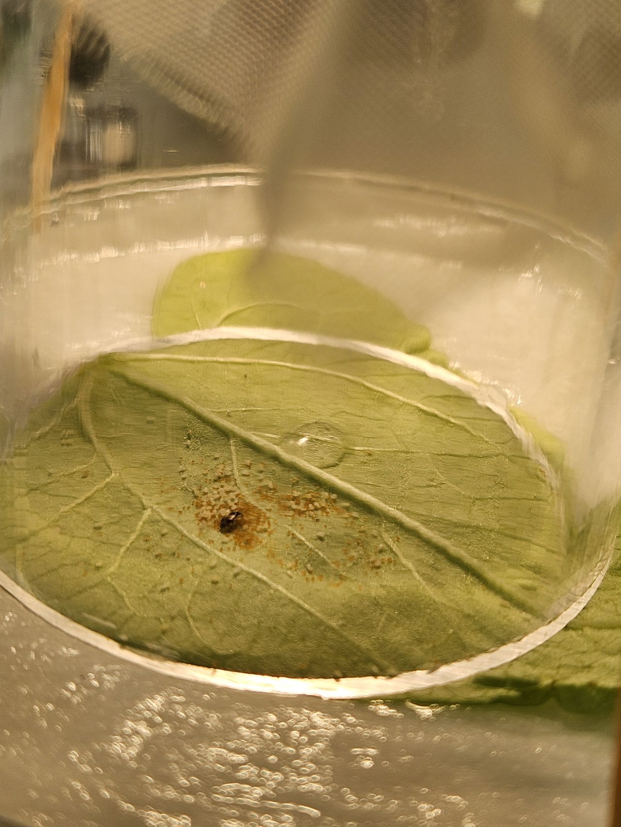 A laboratory test for evaluating the effect of PPPs on the predatory bug, Orius laevigatus.