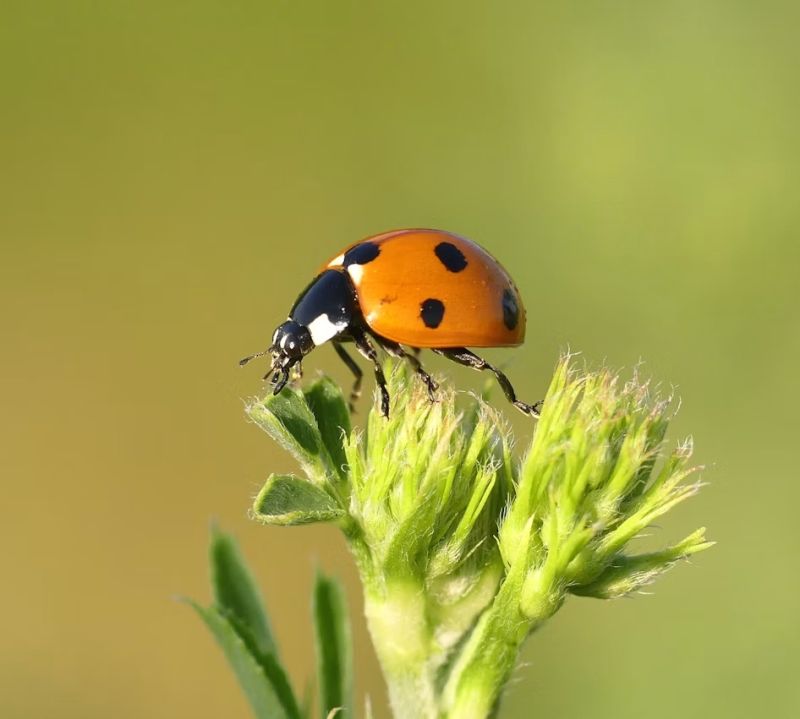 Advancing Environmental Risk Assessment: Key Findings from EFSA’s Non-Target Arthropod Studies