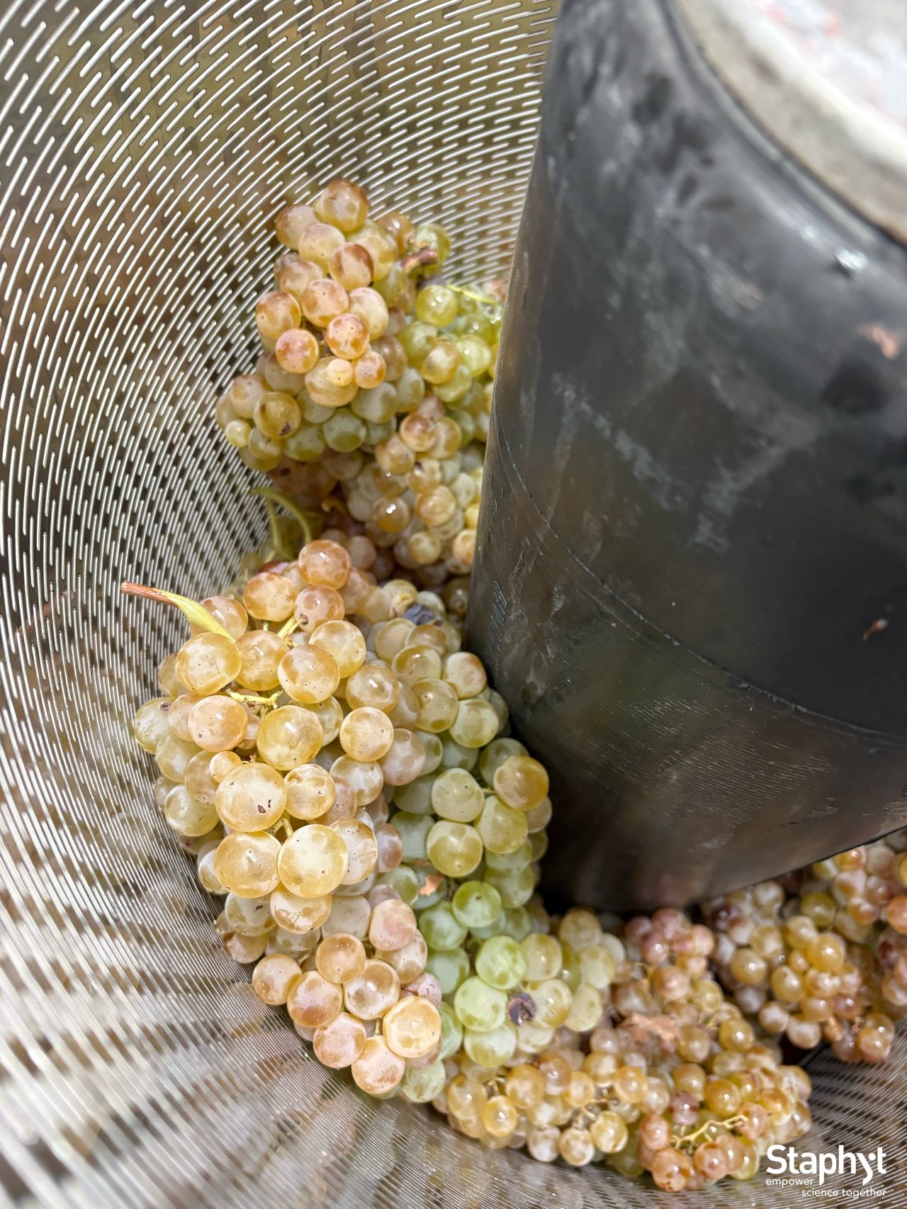 The BPL and BPE studies in winemaking are underway! 