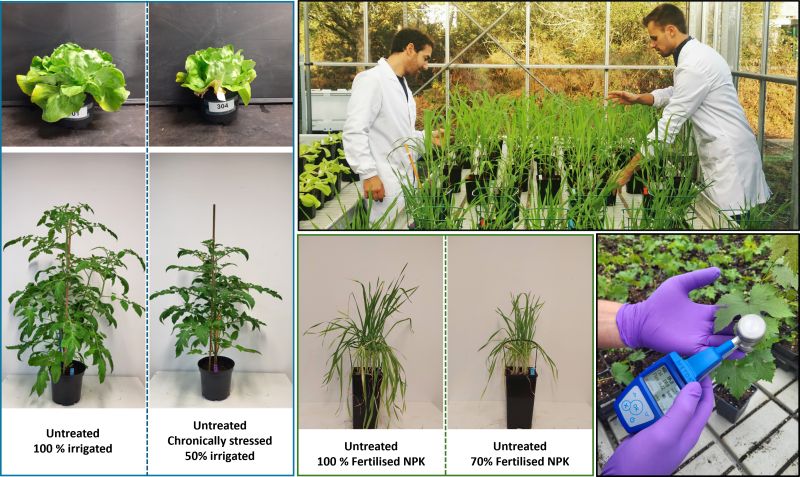 Focus on our STAPHYT Plant Care laboratory and the evaluation of biostimulants and biofertilizers