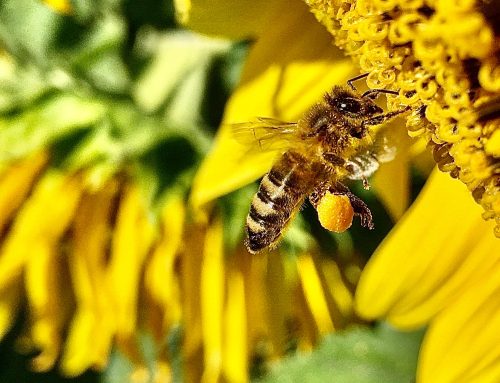 CEB 230: Honeybee (Apis mellifera L.) Testing Under Semi-Field Conditions