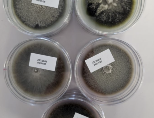 Cercospora leaf spot of sugar beet: New Developments at Staphyt’s Plant Care Laboratory