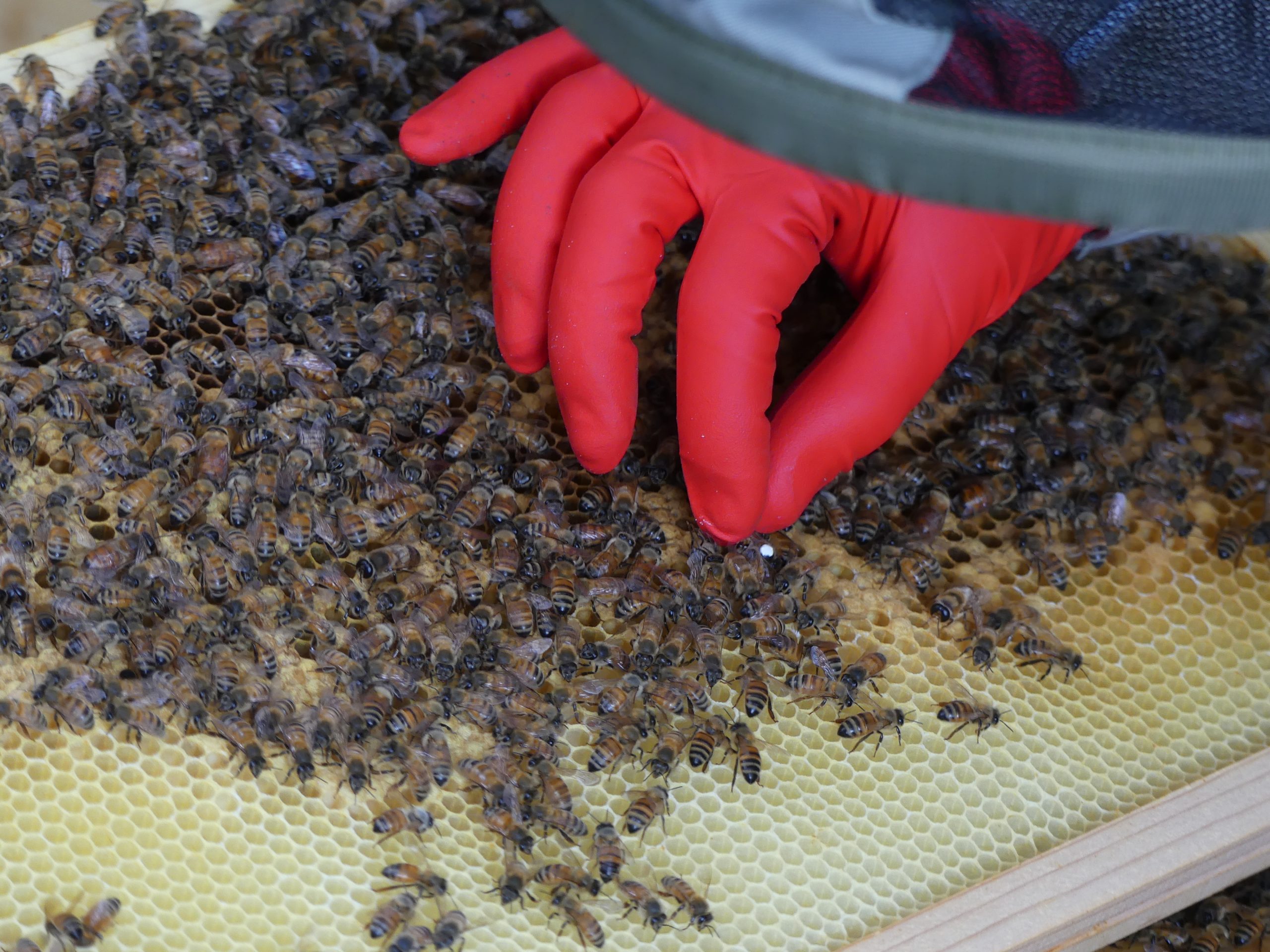 Bee studies