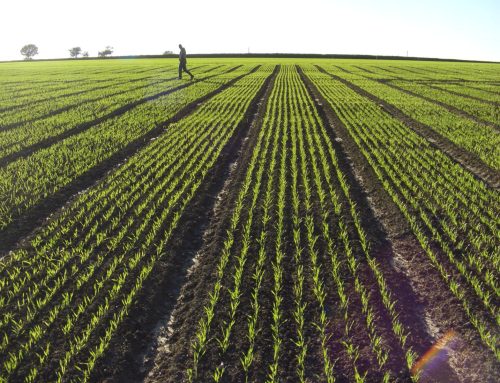 Securing the Spring: The Strategic Importance of Autumn Herbicide Trials