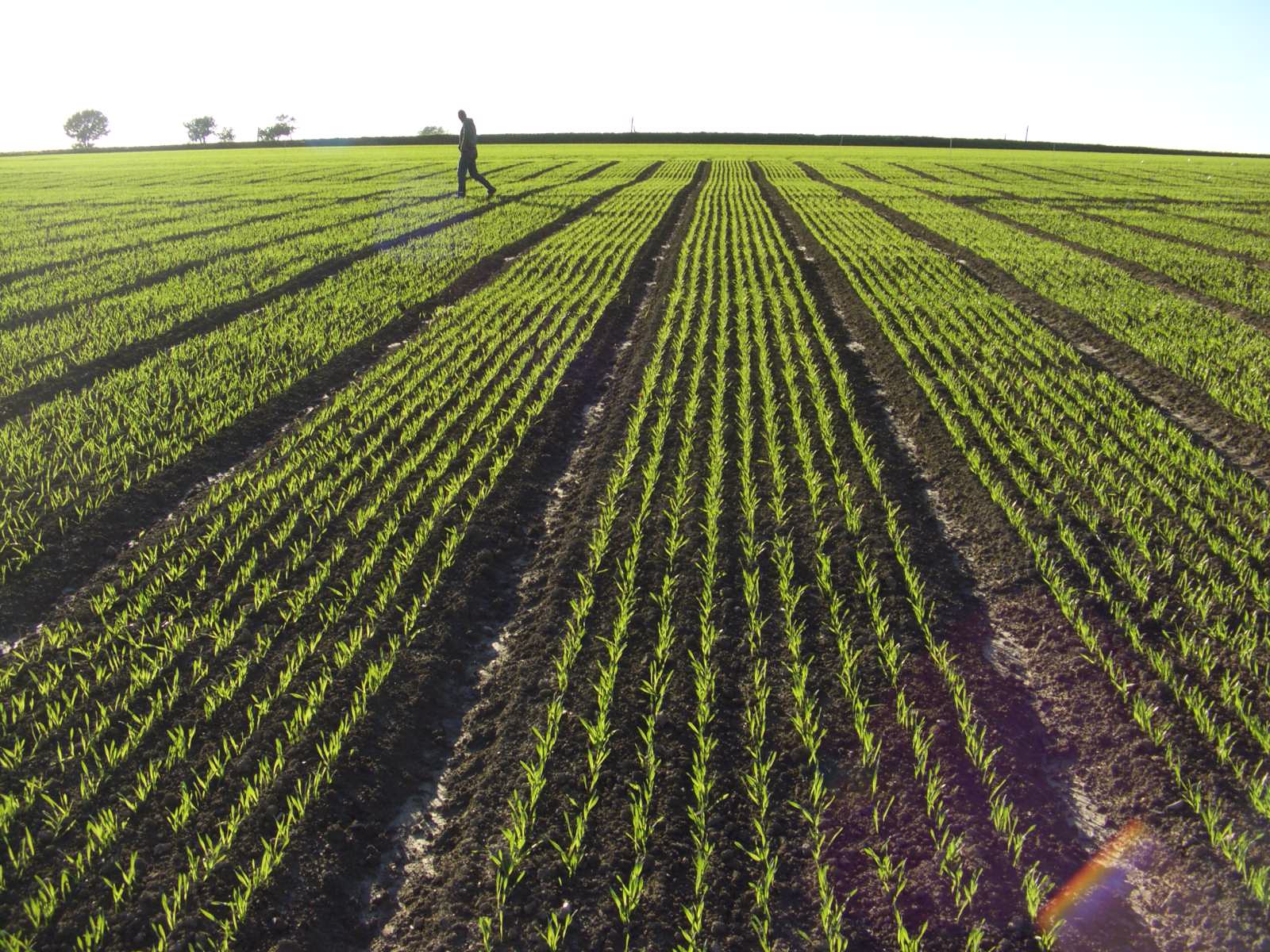 Securing the Spring: The Strategic Importance of Autumn Herbicide Trials