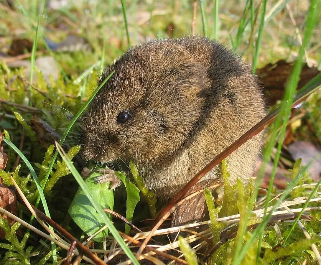 GB adoption of the 2023 EFSA guidance on bird and mammal risk assessment