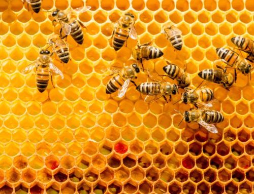 OECD 75: Honey Bee (Apis Mellifera L.) Brood test Under Semi-field Conditions