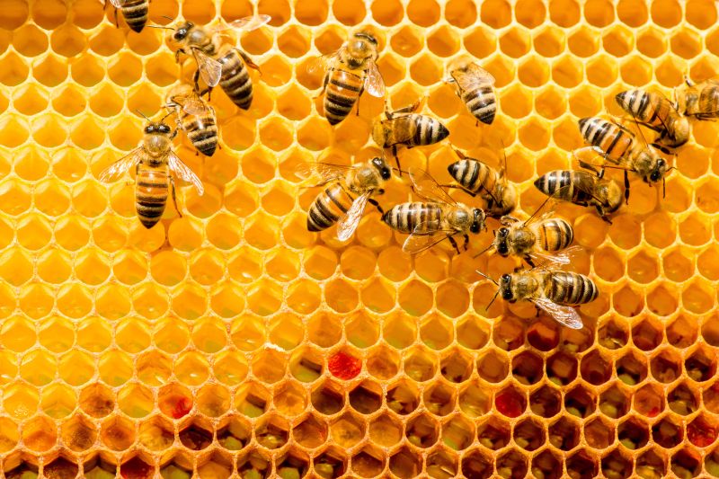 OECD 75: Honey Bee (Apis Mellifera L.) Brood test Under Semi-field Conditions