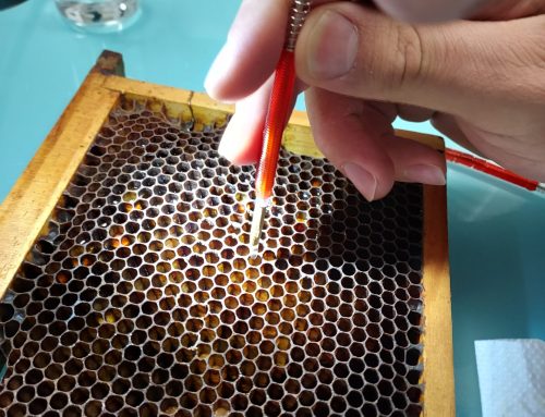 OECD 237/239 Honey Bee (Apis mellifera) Larval Toxicity Test, Single and Repeated Exposure