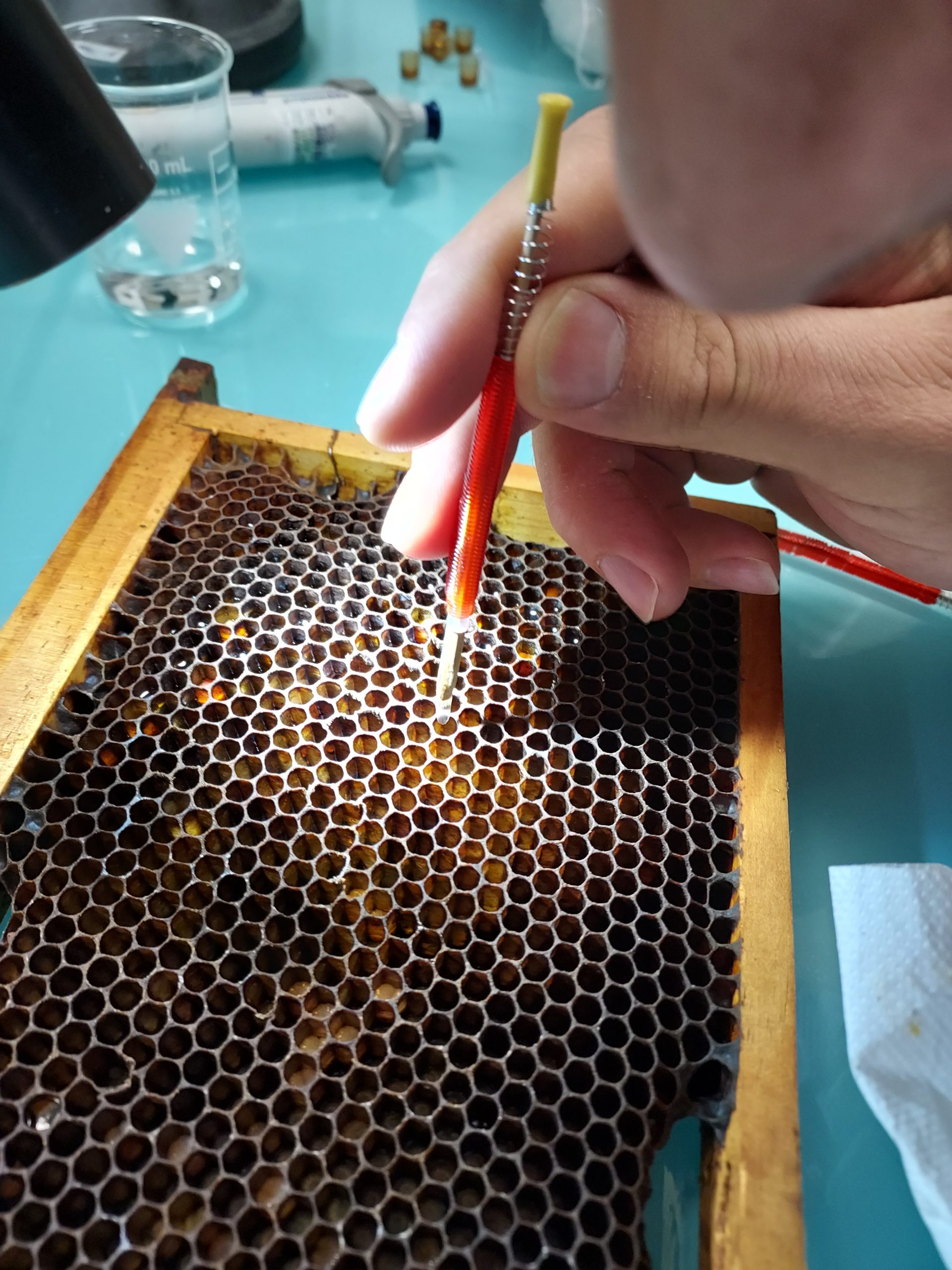 OECD 237/239 Honey Bee (Apis mellifera) Larval Toxicity Test, Single and Repeated Exposure