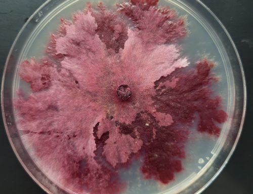 From Evaluation to Field Positioning: Discover the Staphyt Plant Care Laboratory! 