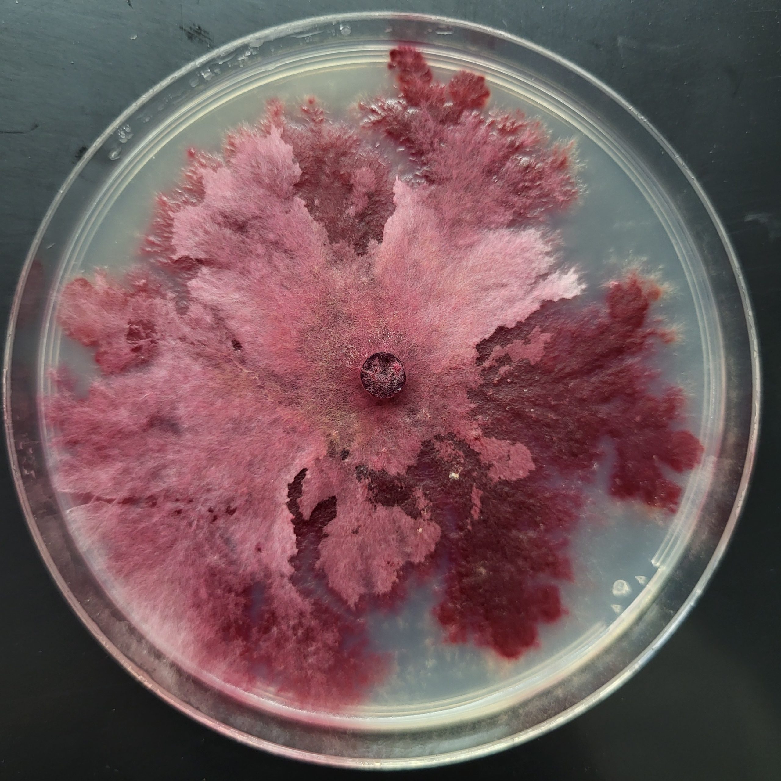 From Evaluation to Field Positioning: Discover the Staphyt Plant Care Laboratory! 