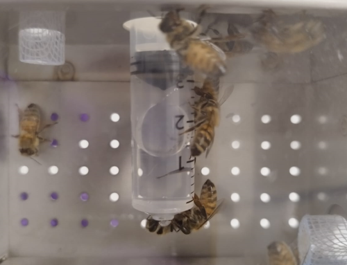 OECD 245 Honey Bee (Apis mellifera) Chronic oral toxicity test (10-day feeding)