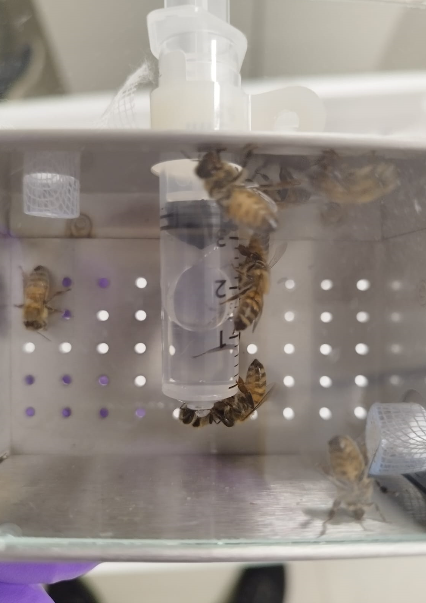 OECD 245 Honey Bee (Apis mellifera) Chronic oral toxicity test (10-day feeding)