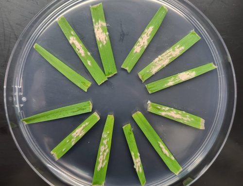 WHEAT: Plant Care laboratory evaluate your solutions against fungal diseases
