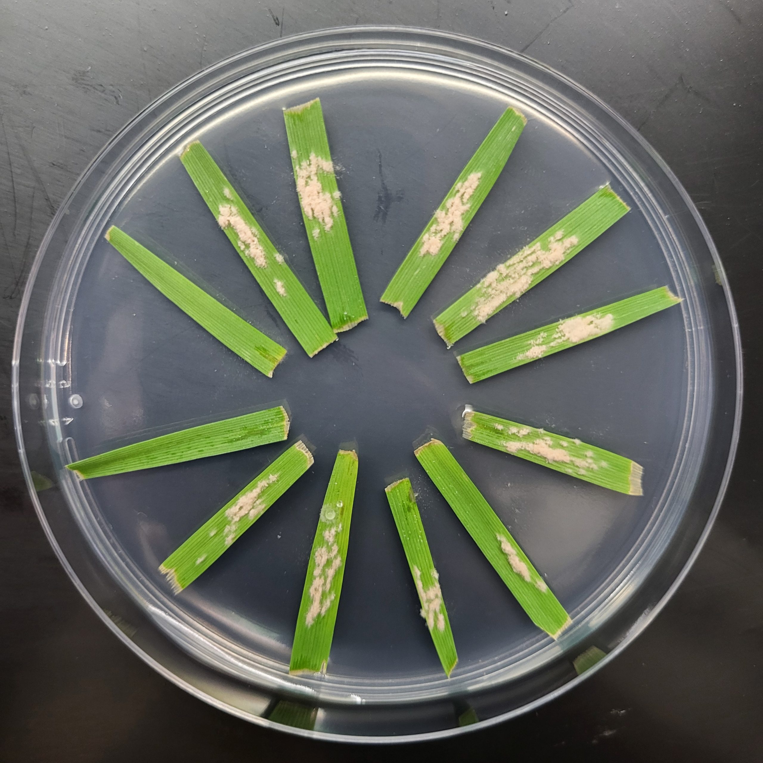 WHEAT: Plant Care laboratory evaluate your solutions against fungal diseases